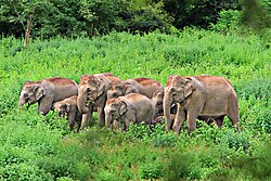 Asian elephant cows and calves live in closely knit groups. Pictured is group of elephants in Thailand