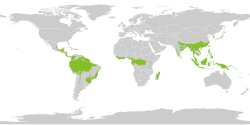 Distribution of subtropical and tropical wet forests