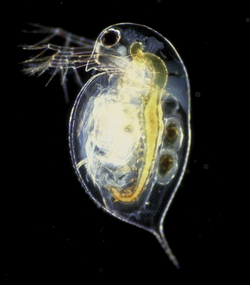 Crustaceans such as the water flea Monoculus pulex (now Daphnia pulex) were included in Linnaeus' Insecta.