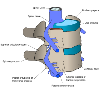 Side view of vertebrae