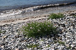 Lepidium latifolium on the Kattegat