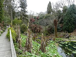 Dead banana plants