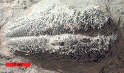 Rusophycus trace fossil from the Ordovician of southern Ohio. Scale bar is 10 mm.