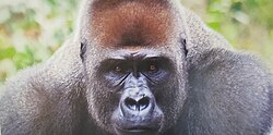 Facial view of an adult Cross River Gorilla in Mefou sanctuary