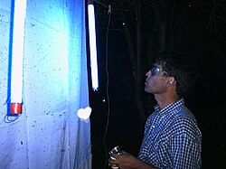 Entomologist using a UV lamp for collecting beetles in Chaco, Paraguay