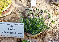Draba sphaeroides, a species of whitlow-grass described by Payson