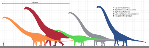 Size comparison of selected giant sauropod dinosaurs