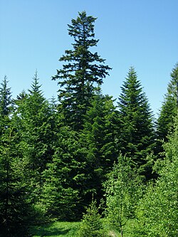 The silver fir, a favoured nesting tree