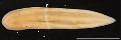 One view is that the original bilaterian was a marine worm somewhat like Xenoturbella.