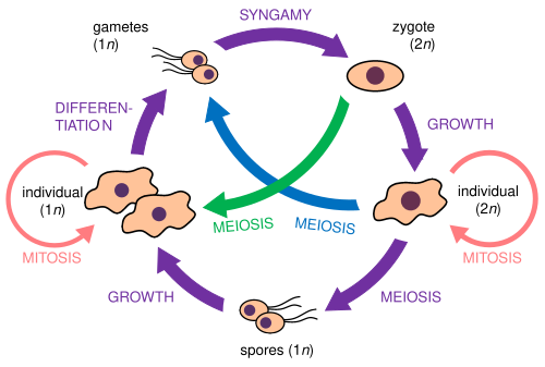Consensus life cycle of free-living protists, showing the ploidy (n) at each stage.[e] Purple arrows represent a full haplo-diploid cycle, while the green and blue arrows represent the variations present in the haploid (meiosis immediately after syngamy) and the diploid (syngamy immediately after meiosis) cycles, respectively. Vegetative reproduction is shown in pink.