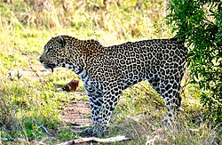 A male leopard scent-marking his territory[113]