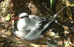 Red-billed tropicbird on Little Tobago.