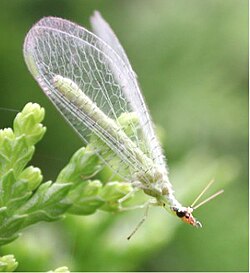Predatory lacewings are available from biocontrol dealers.