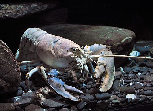 A lobster is heavily cephalized, with eyes, antennae, multiple mouthparts, and the brain (inside the armoured exoskeleton), all concentrated at the animal's head end.