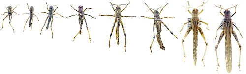 Incomplete metamorphosis in a locust with multiple instars. Egg is not shown. The largest specimen is adult.