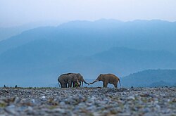 Elephant reunion in East Nepal