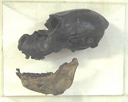 Skull of Paralouatta marianae, one of the two Cuban members of the extinct Antilles monkeys (Xenotrichini)