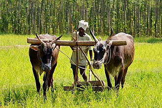 Traditional farming methods using oxen
