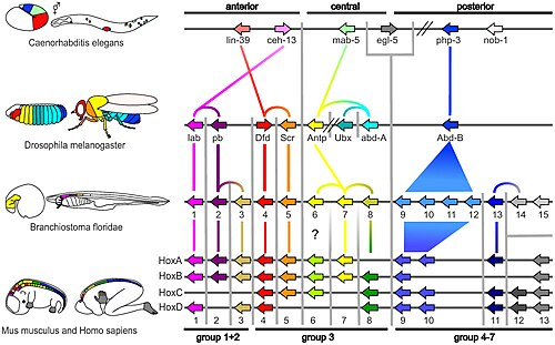 Evolutionary developmental biology has formed a synthesis of evolutionary and developmental biology, discovering deep homology between the embryogenesis of such different animals as insects and vertebrates.