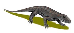 The varanopids, a mysterious family of tetrapods, had controversial relationships with many other land tetrapods. Paleolontologists have mostly assigned them in the past as eupelycosaurian synapsids. Others have placed them as basal neodiapsids. A compromise is to place them as Amniota incertae sedis.