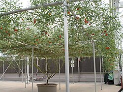 The "tomato tree" at the Walt Disney World Resort's experimental greenhouses[114]
