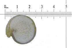 Quinoa seed shown with scale in millimeters