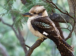 The kookaburra has a call which sounds like laughter.