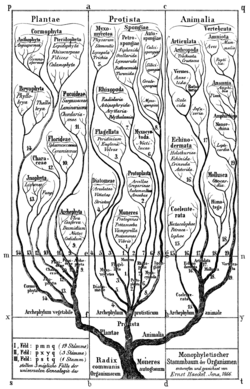 Haeckel's 1866 tree of life, with the third kingdom Protista.