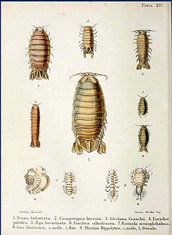 Illustration from Adam White's A Popular History of British Crustacea, 1857, showing the crustacean genera Conilera and Rocinela named by Leach using taxonomic anagrams