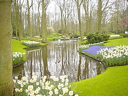 Narcissi growing at Keukenhof
