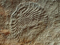Archaeaspinus, a representative of phylum Proarticulata which also includes Dickinsonia, Karakhtia, Spriggina and numerous other organisms. They are members of the Ediacaran biota.[33]
