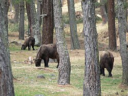 The takin is Bhutan's national animal.