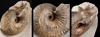An ammonoid with the body chamber missing, showing the septal surface (especially at right) with its undulating lobes and saddles