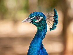 Head of a male Indian peafowl, showing his fan shaped crest