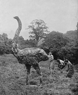 An early 20th-century reconstruction of a moa hunt