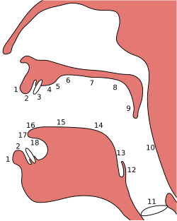 Common approximate places of articulation (passive & active):1. Exo-labial, 2. Endo-labial, 3. Dental, 4. Alveolar, 5. Post-alveolar, 6. Pre-palatal, 7. Palatal, 8. Velar, 9. Uvular, 10. Pharyngeal, 11. Glottal, 12. Epiglottal, 13. Radical, 14. Postero-dorsal, 15. Antero-dorsal, 16. Laminal, 17. Apical, 18. Sub-apical