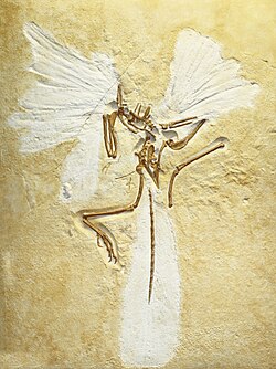 The so-called London Exemplar of Archaeopteryx (here a replica) comes from the Langenaltheim Quarry, west of Solnhofen.