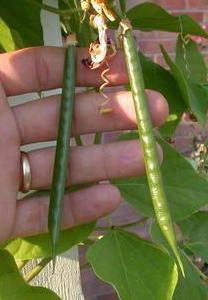 Corkscrew vine seedpods