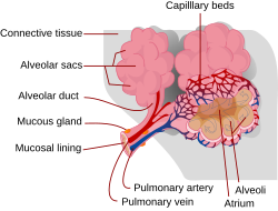 Alveoli and their capillary networks