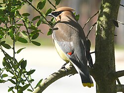 Cedar waxwing
