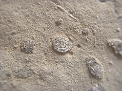 Microfossils about 1 mm