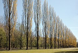Trunks and branches of some species of poplars contribute to the trees' fastigiate habit.