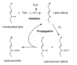The free radical mechanism of lipid peroxidation