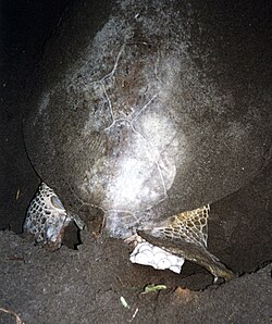 Sea turtle laying eggs External videos Spawning sea turtle