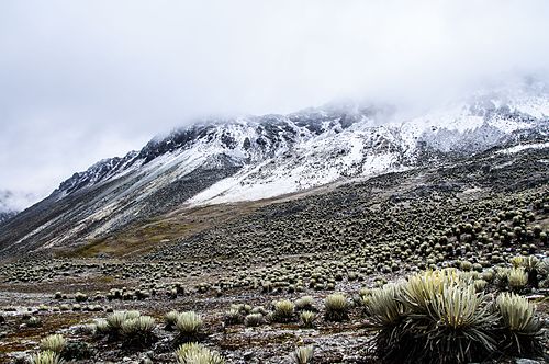 Alpine tundra in the Venezuelan Andes