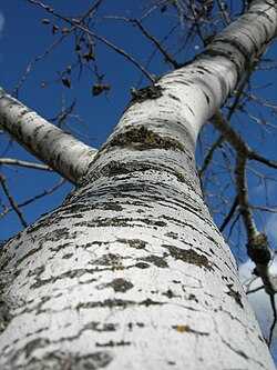Trembling aspen bark