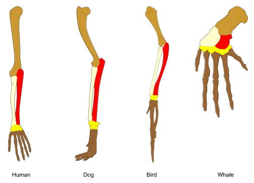 Homologous bones in the limbs of tetrapods. The bones of these animals have the same basic structure, but have been adapted for specific uses.