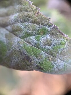 Ampelomyces quisqualis on Golovinomyces monardae on Monarda fistulosa