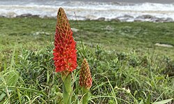 Disa polygonoides