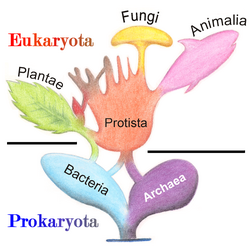 The tree of life showing the position of protists, from which all other eukaryotes evolved.